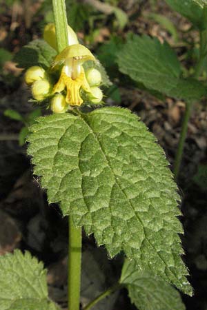 Lamium montanum \ Berg-Goldnessel, A Bregenz 21.4.2007