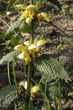 Lamium montanum / Mountain Yellow Archangel, A Bregenz 21.4.2007