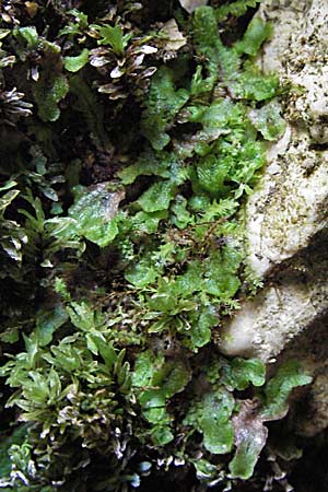 Marchantia polymorpha \ Brunnen-Lebermoos / Liverwort, A Kärnten/Carinthia, Petzen 21.7.2007