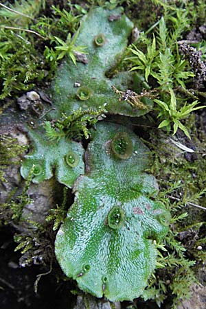 Marchantia polymorpha \ Brunnen-Lebermoos, A Kärnten, Petzen 21.7.2007