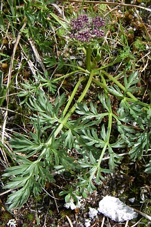 Ligusticum mutellinoides \ Zwerg-Mutterwurz / Unbranched Lovage, A Malta - Tal / Valley 7.6.2008