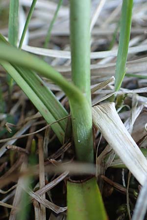 Eriophorum latifolium \ Breitblttriges Wollgras / Broad-Leaved Cotton Grass, A Reutte 2.5.2019