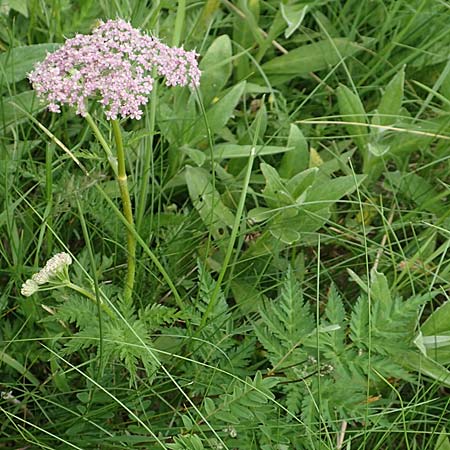 Chaerophyllum villarsii \ Villars' Klberkropf, A Pusterwald, Eiskar 1.7.2019