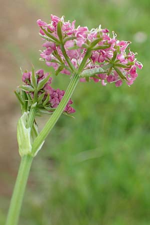 Ligusticum mutellina \ Alpen-Mutterwurz, A Schneealpe 30.6.2020