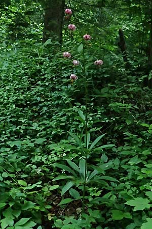 Lilium martagon / Turkscap Lily, A Toplitz-See 6.7.2020