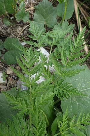 Ligusticum mutellina \ Alpen-Mutterwurz, A Pusterwald, Eiskar 29.6.2021