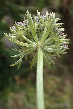 Ligusticum mutellinoides \ Zwerg-Mutterwurz / Unbranched Lovage, A Niedere Tauern, Sölk-Pass 26.7.2021