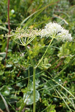 Ligusticum mutellina \ Alpen-Mutterwurz / Mutelline, A Niedere Tauern, Sölk-Pass 26.7.2021