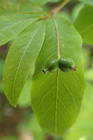 Lonicera nigra \ Schwarze Heckenkirsche, A Mürzsteg Rosslochklamm 3.7.2020