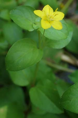 Lysimachia nemorum \ Hain-Gilb-Weiderich / Yellow Pimpernel, A Deutschlandsberger Klause 30.6.2022