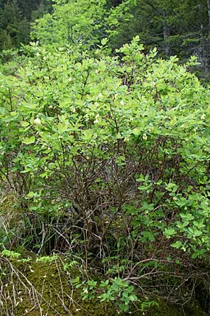 Lonicera caerulea \ Blaue Heckenkirsche / Blue-Berried Honeysuckle, Bearberry Honeysuckle, A Malta - Tal / Valley 7.6.2008