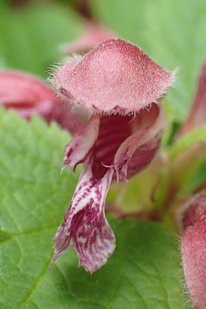 Lamium orvala \ Groe Taubnessel, Nesselknig / Balm-Leaved Archangel, A Kärnten/Carinthia, St. Paul im Lavanttal 16.5.2016