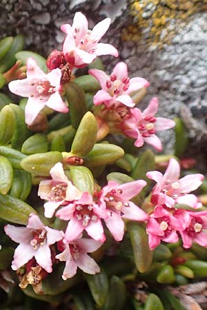 Kalmia procumbens \ Alpen-Azalee, Gmsheide / Trailing Azalea, Mountain Mountain Laurel, A Kärnten/Carinthia, Koralpe 21.5.2016