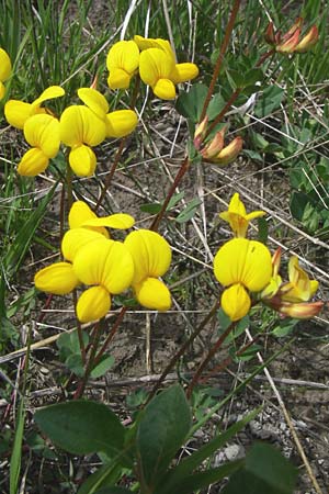 Lotus corniculatus \ Gewhnlicher Hornklee / Bird's-Foot Deervetch, A Reutte 25.5.2008