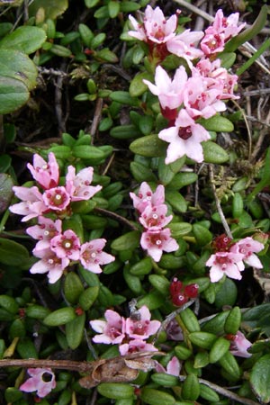 Kalmia procumbens \ Alpen-Azalee, Gmsheide, A Malta - Tal 7.6.2008