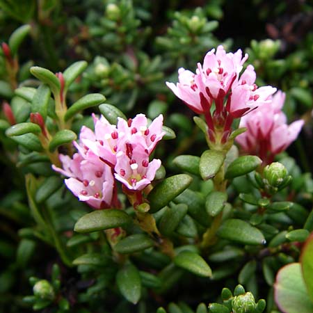 Kalmia procumbens / Trailing Azalea, Mountain Mountain Laurel, A Malta - Valley 7.6.2008