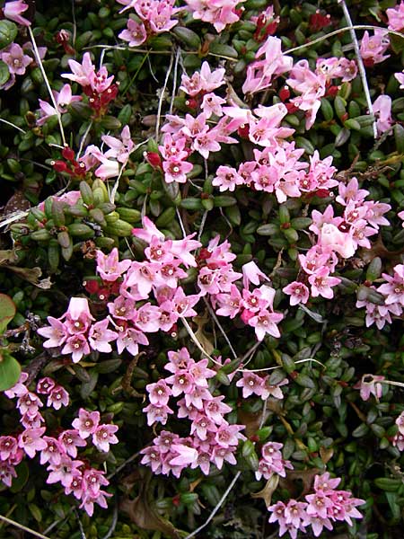 Kalmia procumbens \ Alpen-Azalee, Gmsheide, A Malta - Tal 7.6.2008