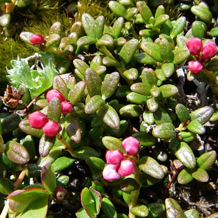 Kalmia procumbens \ Alpen-Azalee, Gmsheide / Trailing Azalea, Mountain Mountain Laurel, A Malta - Tal / Valley 7.6.2008