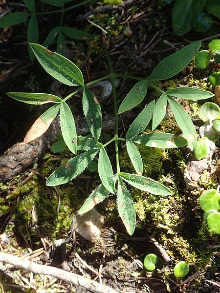 Laserpitium peucedanoides \ Haarstrang-Laserkraut, A Kärnten, Petzen 8.8.2016