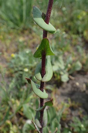 Lepidium perfoliatum \ Durchwachsenblttrige Kresse / Perfoliate Pepperwort, Clasping Pepperwort, A Seewinkel, Apetlon 8.5.2022