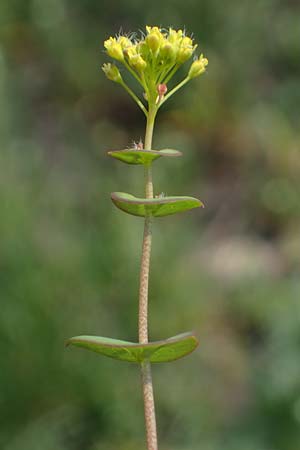 Lepidium perfoliatum \ Durchwachsenblttrige Kresse / Perfoliate Pepperwort, Clasping Pepperwort, A Seewinkel, Apetlon 8.5.2022