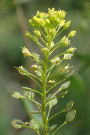 Lepidium perfoliatum \ Durchwachsenblttrige Kresse / Perfoliate Pepperwort, Clasping Pepperwort, A Seewinkel, Apetlon 8.5.2022