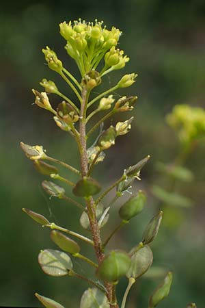 Lepidium perfoliatum \ Durchwachsenblttrige Kresse / Perfoliate Pepperwort, Clasping Pepperwort, A Seewinkel, Apetlon 8.5.2022