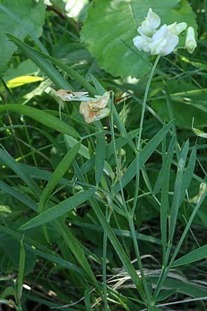 Lathyrus pannonicus \ Ungarische Platterbse / Hungarian Pea, A Gumpoldskirchen 15.5.2022