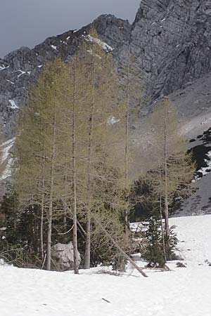 Larix decidua / European Larch, A Carinthia, Hochstuhl 17.5.2016