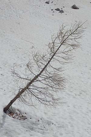 Larix decidua \ Europische Lrche, A Kärnten, Hochstuhl 17.5.2016