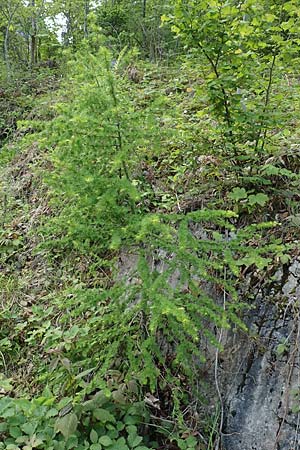 Larix decidua \ Europische Lrche, A Kärnten, Gallizien 18.5.2016