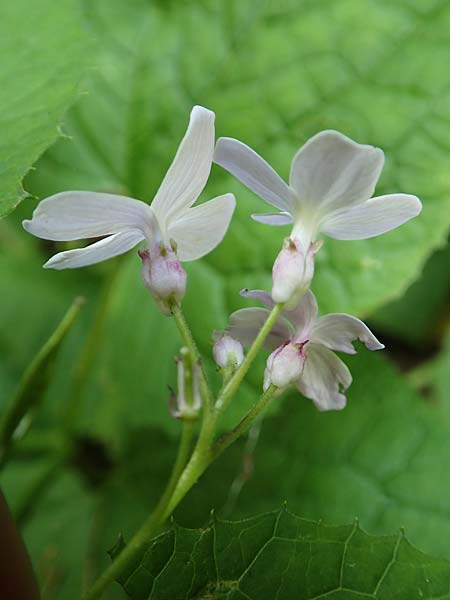 Lunaria rediviva \ Wildes Silberblatt, Wilde Mondviole / Perennial Honesty, A Weichtal-Klamm 1.7.2020