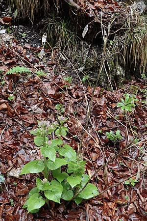 Lunaria rediviva \ Wildes Silberblatt, Wilde Mondviole / Perennial Honesty, A Türnitz 6.5.2022