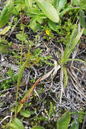 Luzula sudetica \ Sudeten-Hainsimse / Sudetan Wood-Rush, A Malta - Tal / Valley 19.7.2010