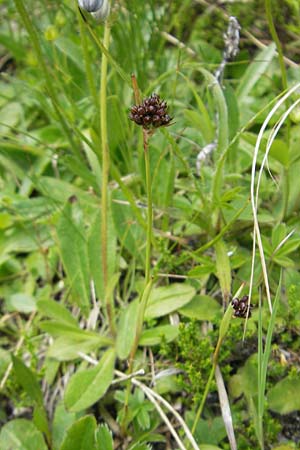 Luzula sudetica / Sudetan Wood-Rush, A Malta - Valley 19.7.2010