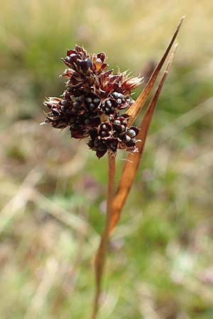 Luzula sudetica / Sudetan Wood-Rush, A Carinthia, Koralpe 9.8.2016