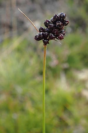 Luzula sudetica / Sudetan Wood-Rush, A Carinthia, Koralpe 9.8.2016