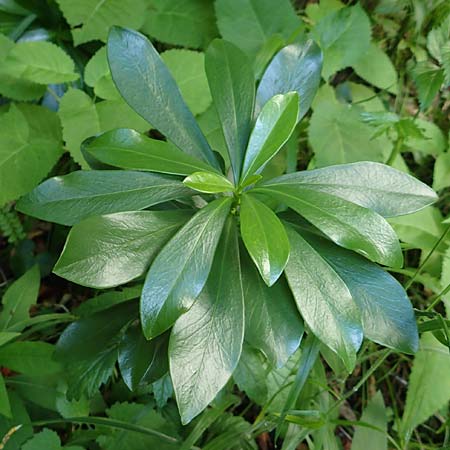 Daphne laureola \ Lorbeer-Seidelbast, A Weichtal-Klamm 1.7.2020