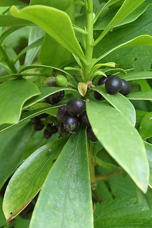 Daphne laureola \ Lorbeer-Seidelbast, A Weichtal-Klamm 1.7.2020