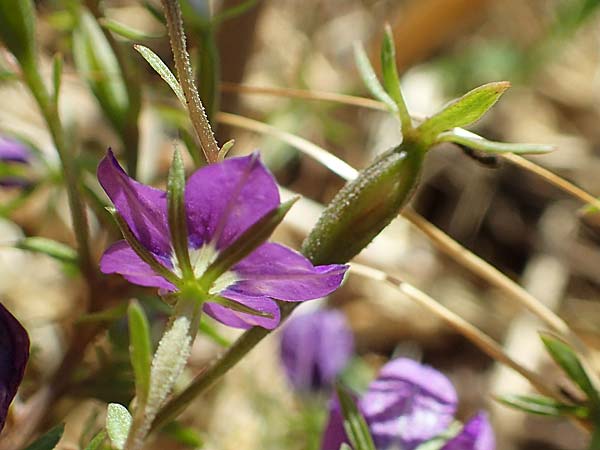 Legousia speculum-veneris \ Gewhnlicher Frauenspiegel, Venusspiegel / Large Venus' Looking-Glass, A Weikersdorf am Steinfeld 2.7.2020