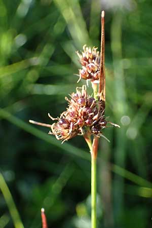 Luzula sudetica / Sudetan Wood-Rush, A Wölzer Tauern, Kleiner Zinken 24.7.2021