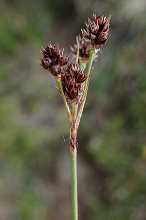 Luzula sudetica \ Sudeten-Hainsimse / Sudetan Wood-Rush, A Seckauer Tauern, Brandstätter Törl 27.7.2021