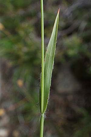 Luzula sudetica / Sudetan Wood-Rush, A Seckauer Tauern, Brandstätter Törl 27.7.2021