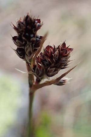 Luzula sudetica \ Sudeten-Hainsimse / Sudetan Wood-Rush, A Seckauer Tauern, Brandstätter Törl 27.7.2021