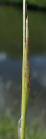 Luzula sudetica \ Sudeten-Hainsimse / Sudetan Wood-Rush, A Wölzer Tauern, Hohenwart 29.7.2021