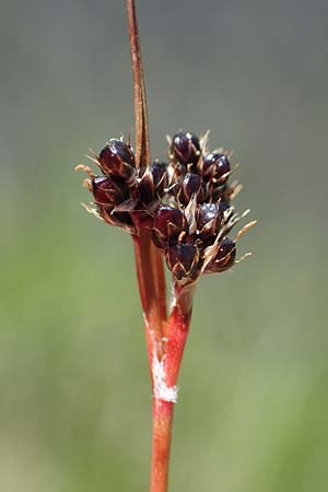 Luzula sudetica \ Sudeten-Hainsimse / Sudetan Wood-Rush, A Wölzer Tauern, Hohenwart 29.7.2021