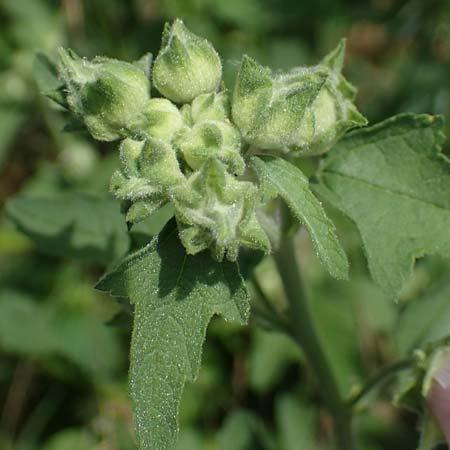 Malva thuringiaca \ Thringer Strauchpappel / Thuringian Mallow, A Weinviertel,  Goggendorf 10.7.2023