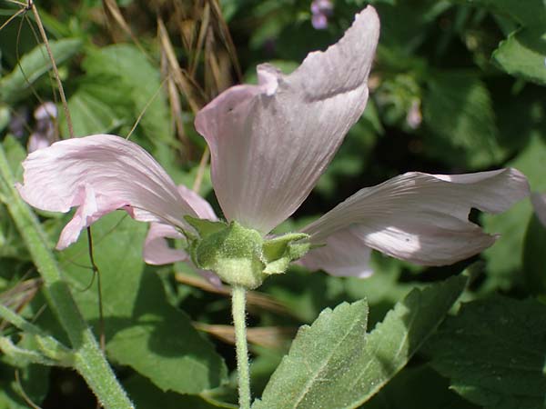 Malva thuringiaca \ Thringer Strauchpappel / Thuringian Mallow, A Weinviertel,  Goggendorf 10.7.2023