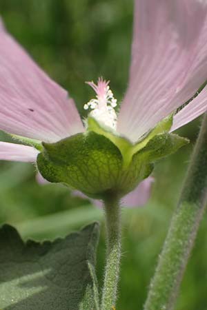 Malva thuringiaca \ Thringer Strauchpappel / Thuringian Mallow, A Weinviertel,  Goggendorf 10.7.2023