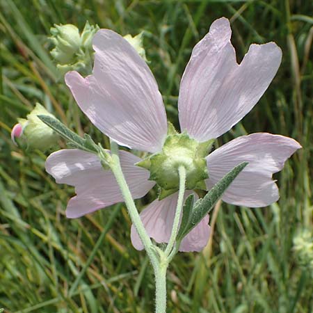 Malva thuringiaca \ Thringer Strauchpappel / Thuringian Mallow, A Weinviertel,  Goggendorf 10.7.2023